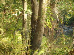 Sciurus carolinensis