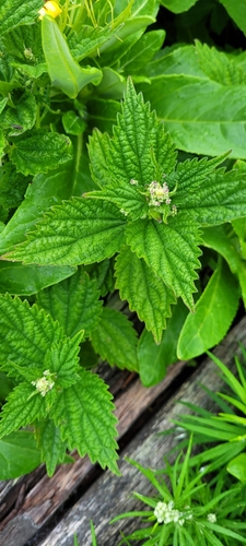 Urtica platyphylla (Urtica platyphylla)