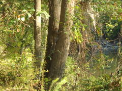 Sciurus carolinensis