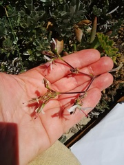 Pelargonium carnosum carnosum