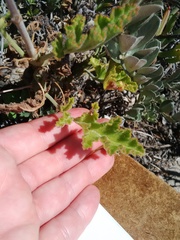 Pelargonium carnosum carnosum