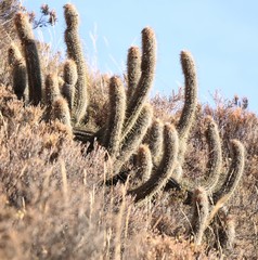 Oreocereus leucotrichus