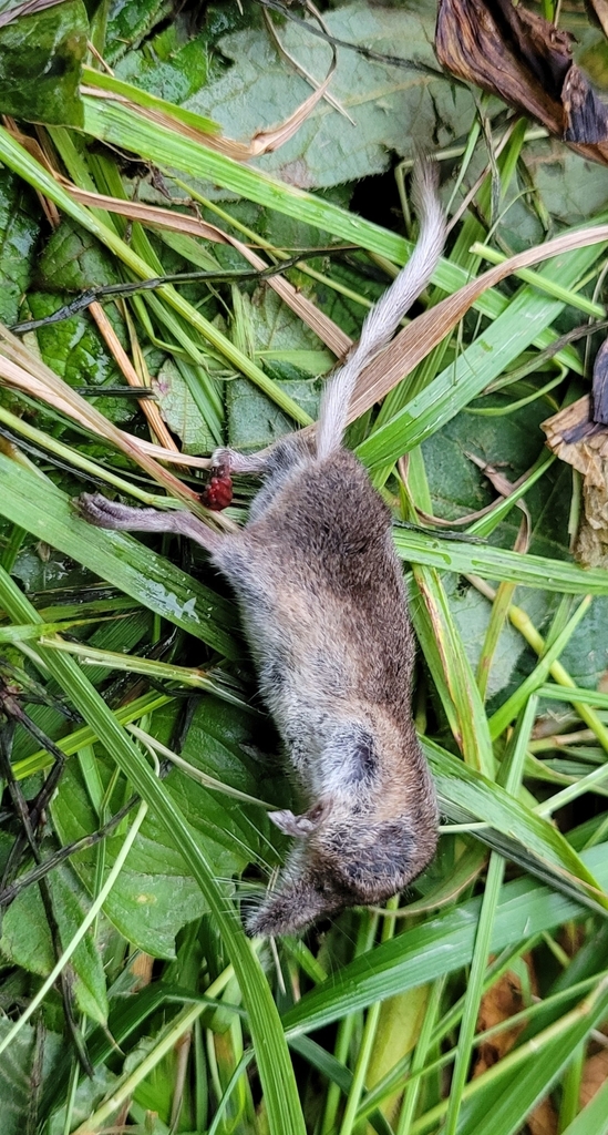 Paramushir Shrew