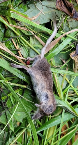 Paramushir Shrew