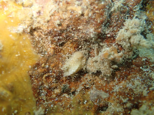 Barbatia divaricata observed 2025-08-25