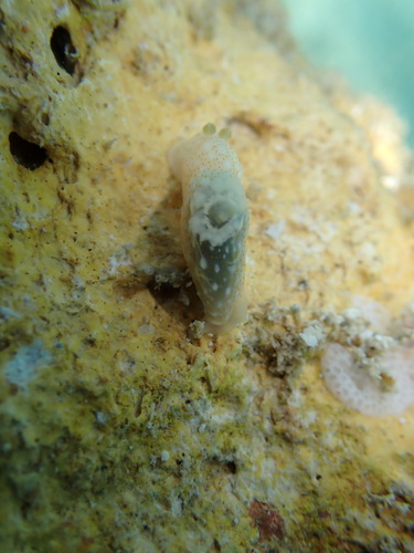 Gymnodoris okinawae, 2025-08-25