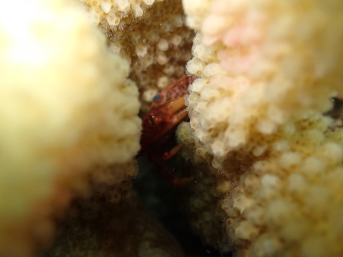 Trapezia intermedia observed 2025-08-25