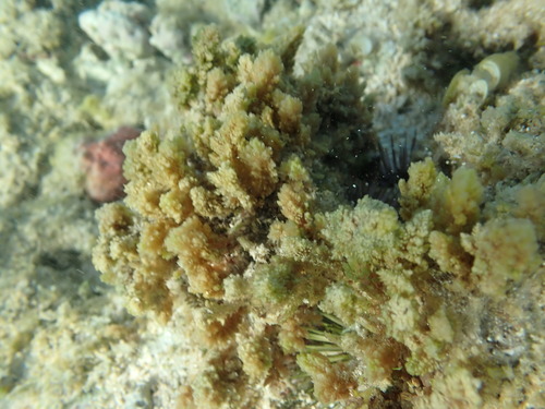 Asparagopsis taxiformis observed 2025-08-25