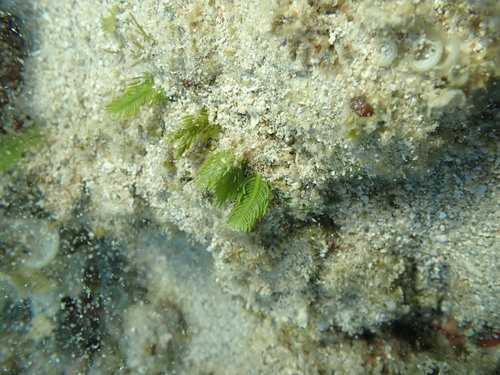 Caulerpa sertularioides observed 2025-08-25
