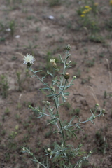 Centaurea arenaria