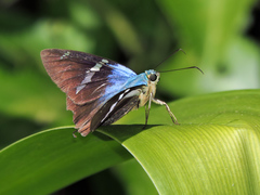 Astraptes fulgerator azul