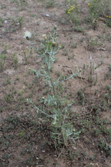 Centaurea arenaria