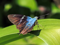 Astraptes fulgerator azul