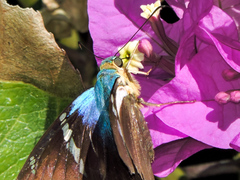 Astraptes fulgerator azul