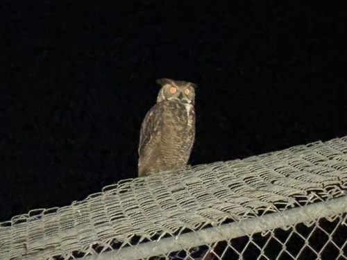 View observation of {o.common_name} on iNaturalist