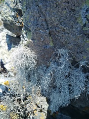 Roccellina hypomecha hypomecha