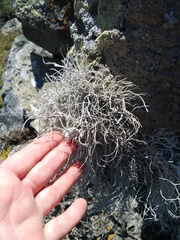 Roccellina hypomecha hypomecha