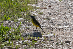 Motacilla flava cinereocapilla