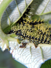 Colobura dirce dirce