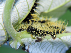 Colobura dirce dirce