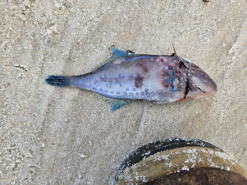 Degens vijlvis (Thamnaconus degeni) — Monacanthidae — 2