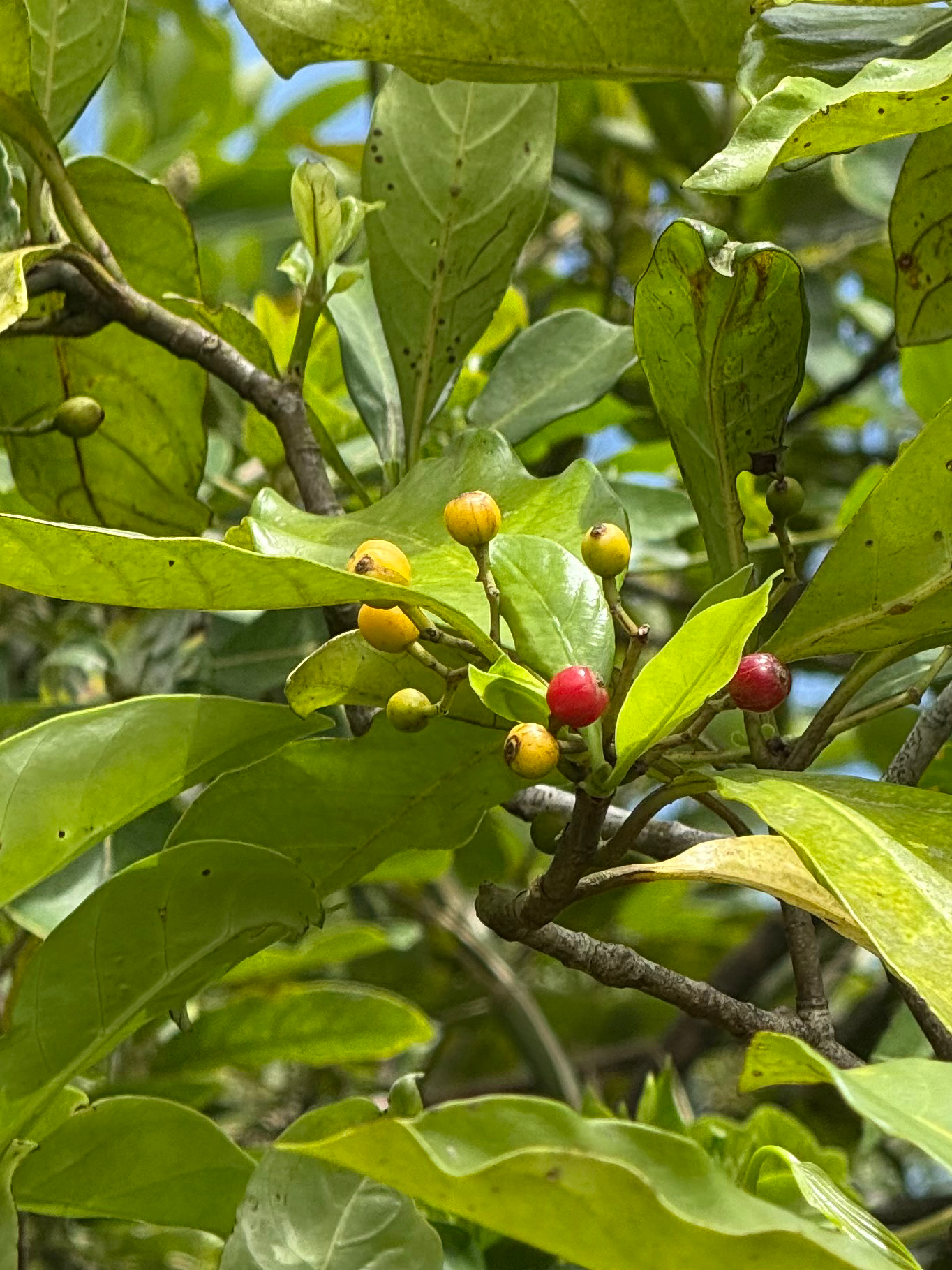 Psychotria asiatica — ảnh 2
