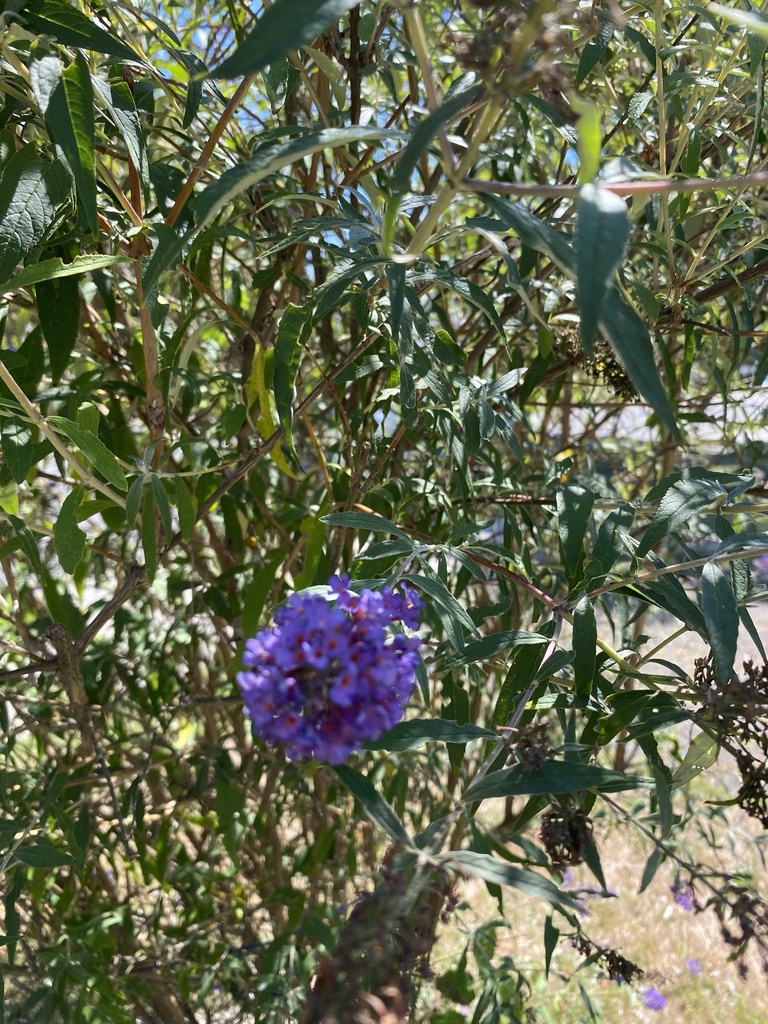 Buddleja