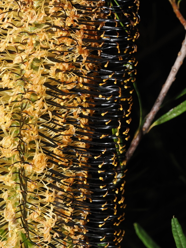 Banksia neoanglica, photograph 6