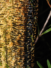 Banksia neoanglica, photograph (c) Thomas Mesaglio, some rights reserved (CC BY)