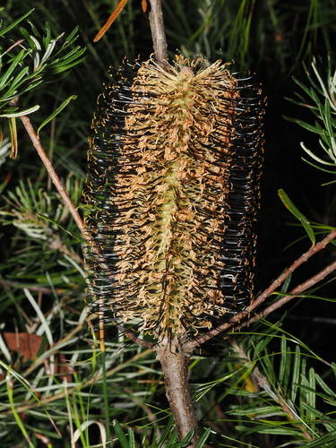 Banksia neoanglica, photograph 5