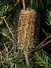 Banksia neoanglica, photograph (c) Thomas Mesaglio, some rights reserved (CC BY)