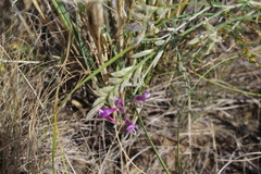 Astragalus varius