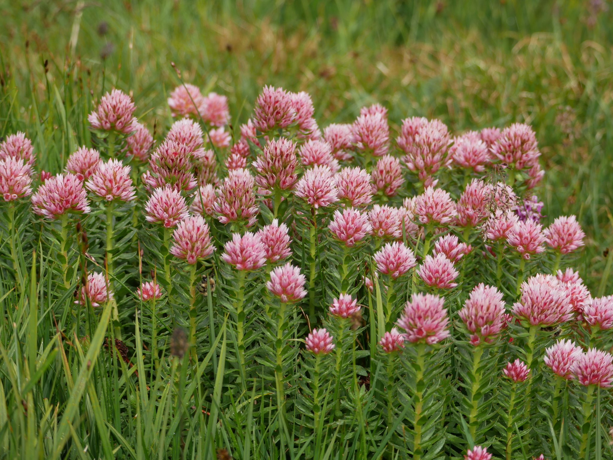 Rhodiola rhodantha