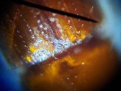 Xyleborus ferrugineus