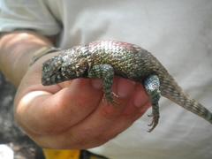 Sceloporus hunsakeri