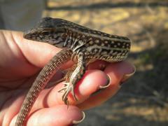 Aspidoscelis maximus