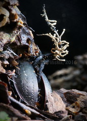 Ophiocordyceps entomorrhiza