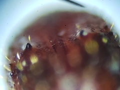 Xyleborus ferrugineus