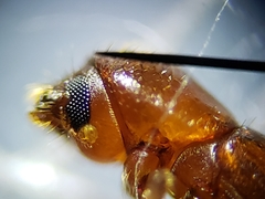 Xyleborus ferrugineus