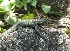 Sceloporus hunsakeri