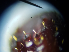 Xyleborus ferrugineus