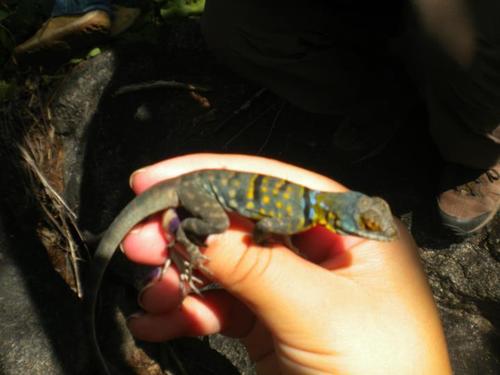 Baja California Rock Lizard