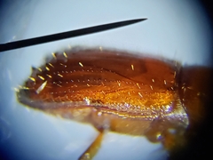 Xyleborus ferrugineus