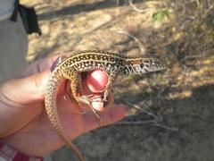 Aspidoscelis maximus