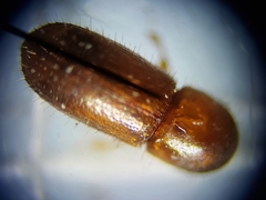 Xyleborus ferrugineus