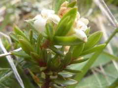 Pimelea oreophila