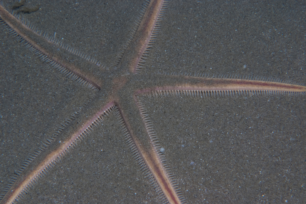 Astropecten exilis