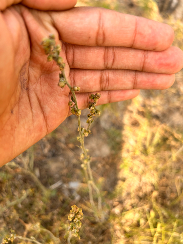 Artemisia tanacetifolia iNat (2)