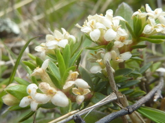 Pimelea oreophila