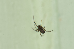 Steatoda castanea